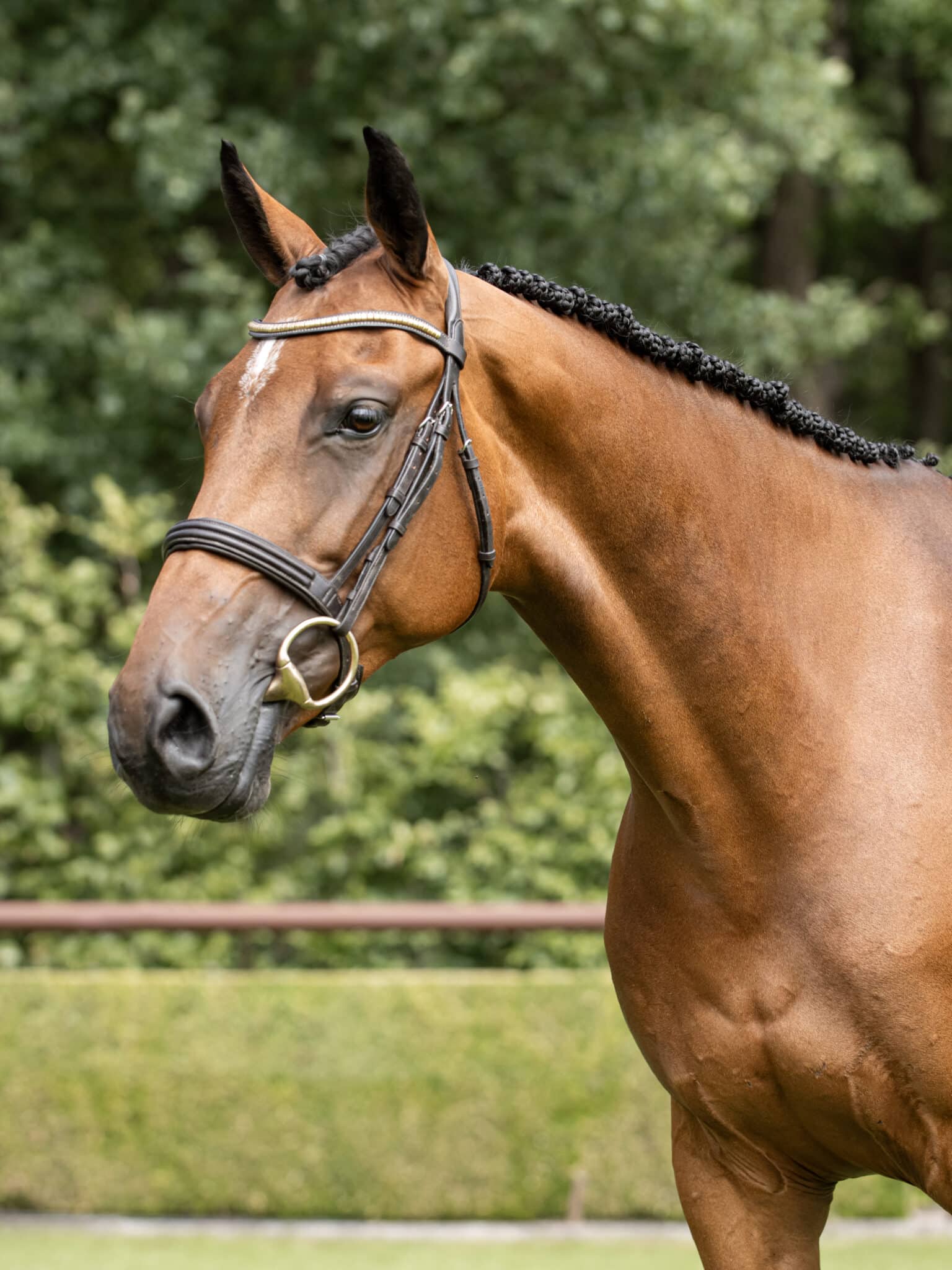 Hejunny Girl van Beek Z