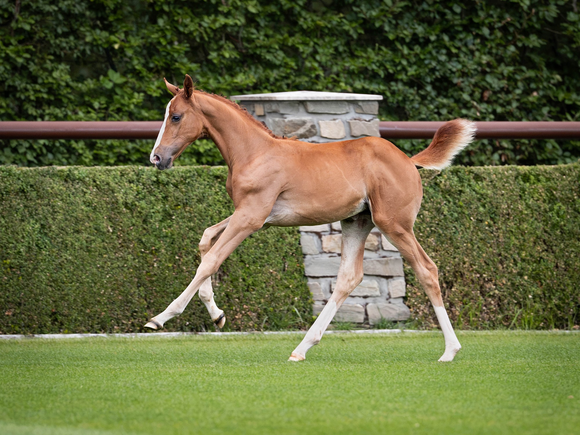 The 2026 Stal Tops Auction: Elite Sport Horses, Exclusive Atmosphere, and a Charitable Cause